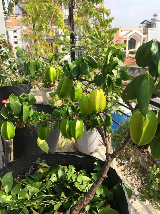 phuc lan bo 8x voi tai trong rau nuoi ga ca phu kin san thuong 80m² hinh anh 9