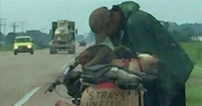 Vì sao cô gái qua đường đã dừng lại và thay đổi hoàn toàn cuộc sống người đàn ông nghèo khổ và đàn chó của ông? - Ảnh 1.