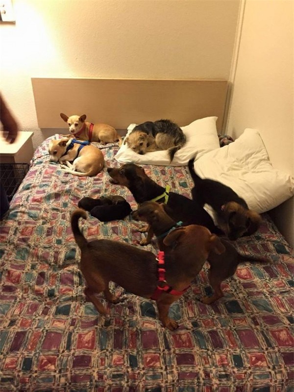 Vì sao cô gái qua đường đã dừng lại và thay đổi hoàn toàn cuộc sống người đàn ông nghèo khổ và đàn chó của ông? - Ảnh 3.