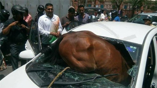 Ấn Độ: Nắng nóng kinh hoàng, ngựa phát điên lao thủng cửa kính, chui vào ô tô đang đi trên đường - Ảnh 2.