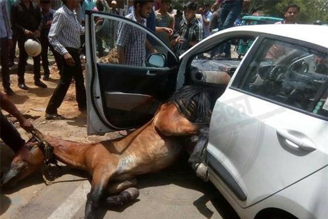 Ấn Độ: Nắng nóng kinh hoàng, ngựa phát điên lao thủng cửa kính, chui vào ô tô đang đi trên đường - Ảnh 3.