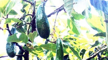 nông sản, nông dân, được mùa rớt giá, thương lái