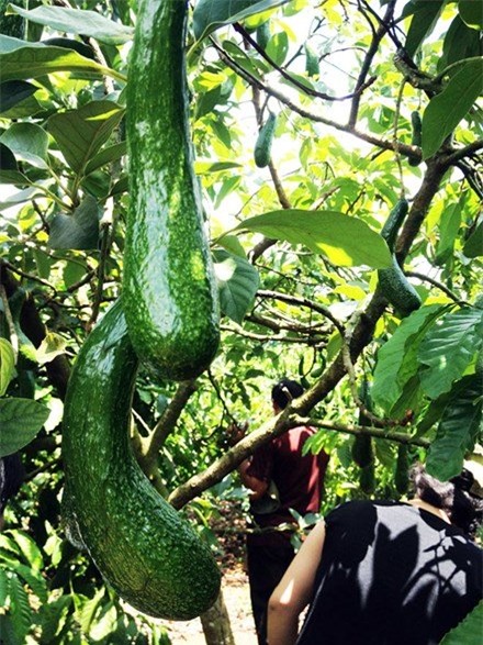 nông sản, nông dân, được mùa rớt giá, thương lái