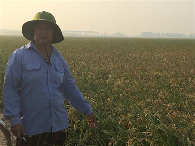 bac giang: canh dong lua sat khu cong nghiep bong vang ua, lui tan hinh anh 3
