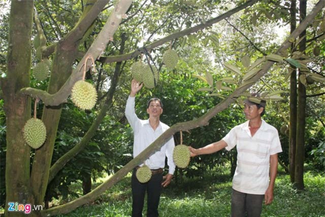 giá sàu rieng cao ngát, an 1 quả mát dút nủa triẹu dòng hinh anh 2