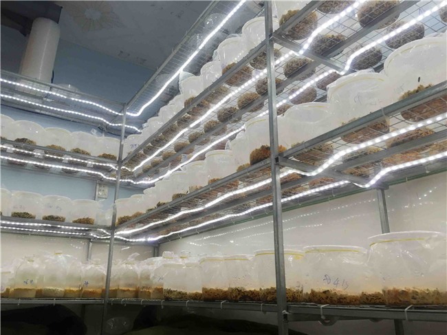 clip: “can cu bi mat” san xuat duoc lieu quy hiem cua 9x can tho hinh anh 2