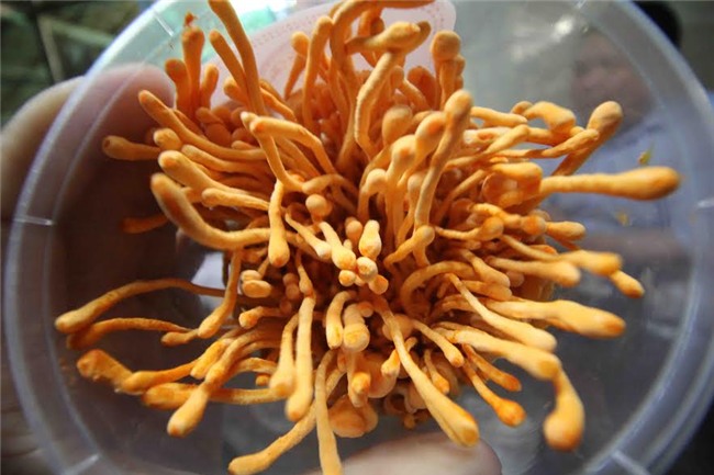 clip: “can cu bi mat” san xuat duoc lieu quy hiem cua 9x can tho hinh anh 3