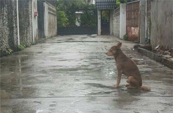 Xúc động chú chó dầm mưa dãi nắng ngồi trước cửa đợi chủ quay về đón - Ảnh 1.