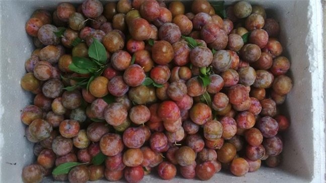 thương lái, Mận, nông dân, nông sản, hoa quả, đội lốt, hàng Tàu