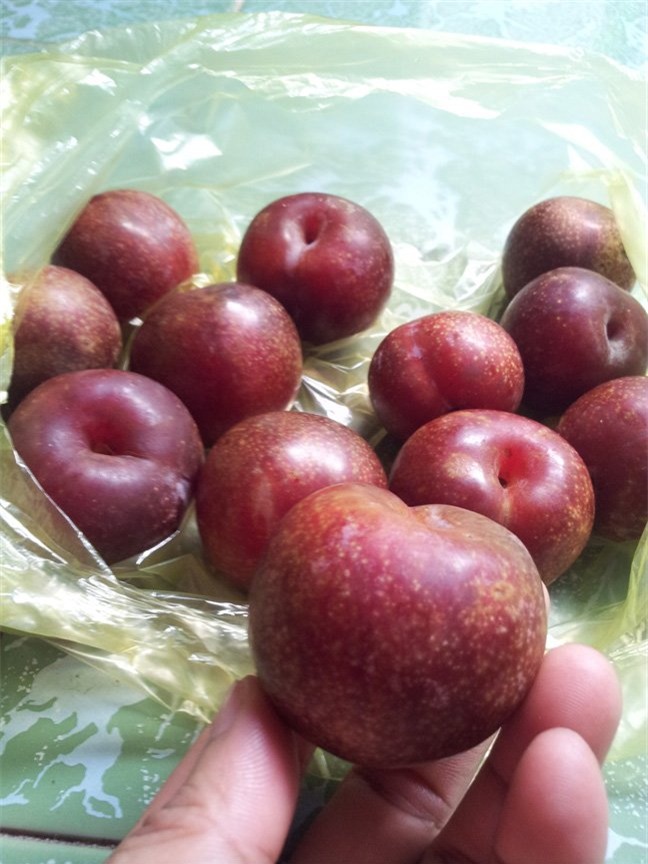 thương lái, Mận, nông dân, nông sản, hoa quả, đội lốt, hàng Tàu