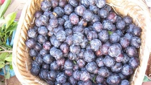 thương lái, Mận, nông dân, nông sản, hoa quả, đội lốt, hàng Tàu