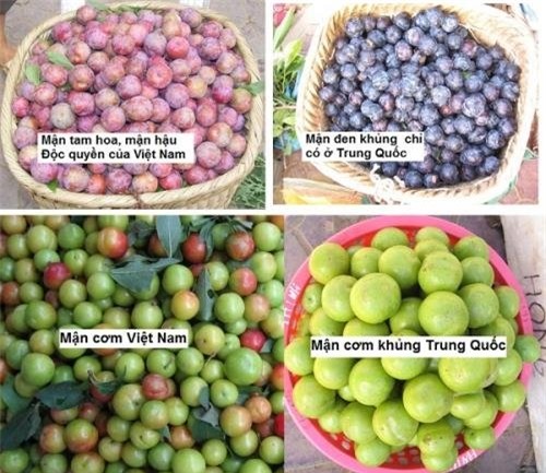 thương lái, Mận, nông dân, nông sản, hoa quả, đội lốt, hàng Tàu