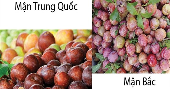 thương lái, Mận, nông dân, nông sản, hoa quả, đội lốt, hàng Tàu
