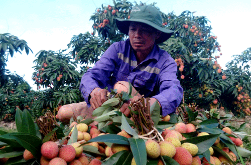 vai thieu duoc mua ky luc: nong dan uoc thu 700 ty dong hinh anh 1