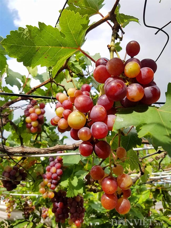 "lac troi" vao vuon nho chin mong cua nong dan be tong giua sai gon hinh anh 1