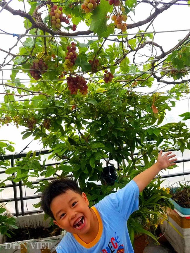 "lac troi" vao vuon nho chin mong cua nong dan be tong giua sai gon hinh anh 10