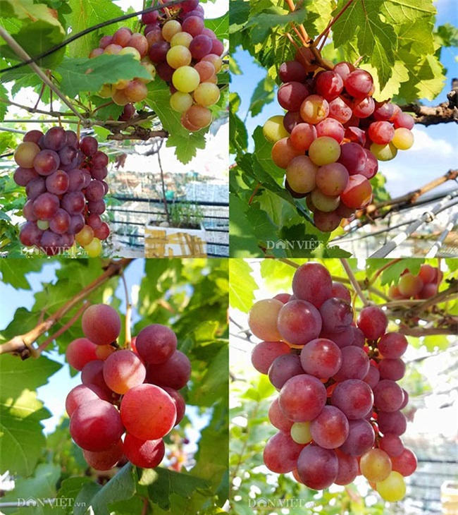 "lac troi" vao vuon nho chin mong cua nong dan be tong giua sai gon hinh anh 11