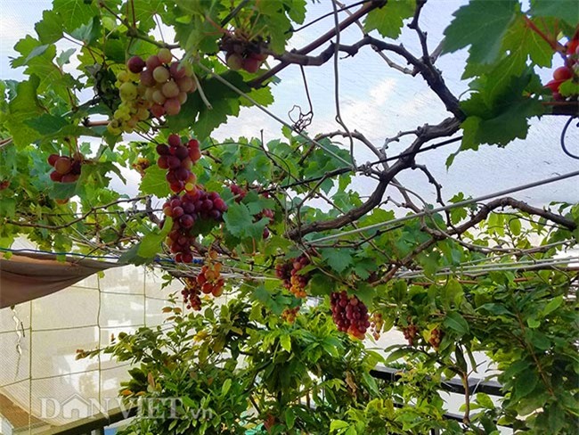 "lac troi" vao vuon nho chin mong cua nong dan be tong giua sai gon hinh anh 12