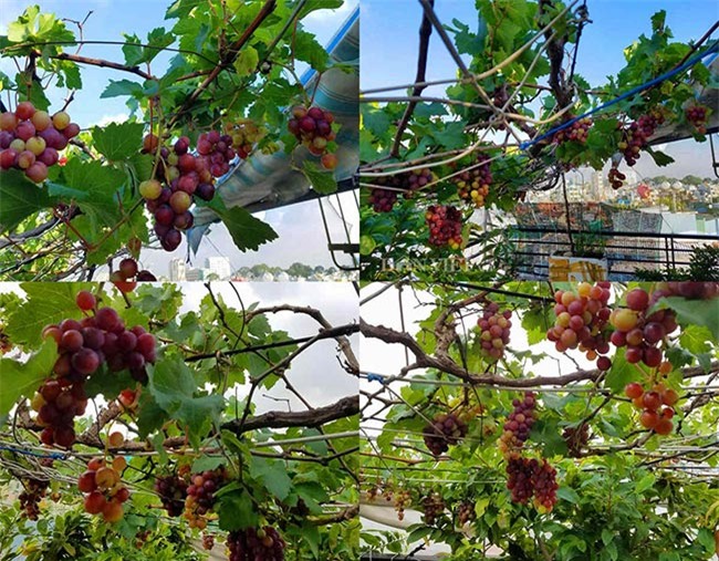 "lac troi" vao vuon nho chin mong cua nong dan be tong giua sai gon hinh anh 13