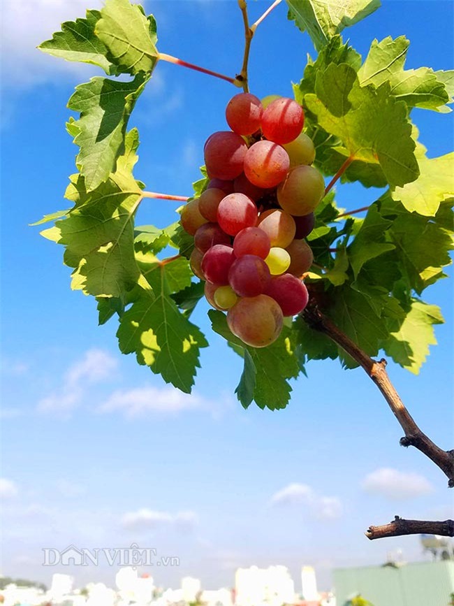 "lac troi" vao vuon nho chin mong cua nong dan be tong giua sai gon hinh anh 14