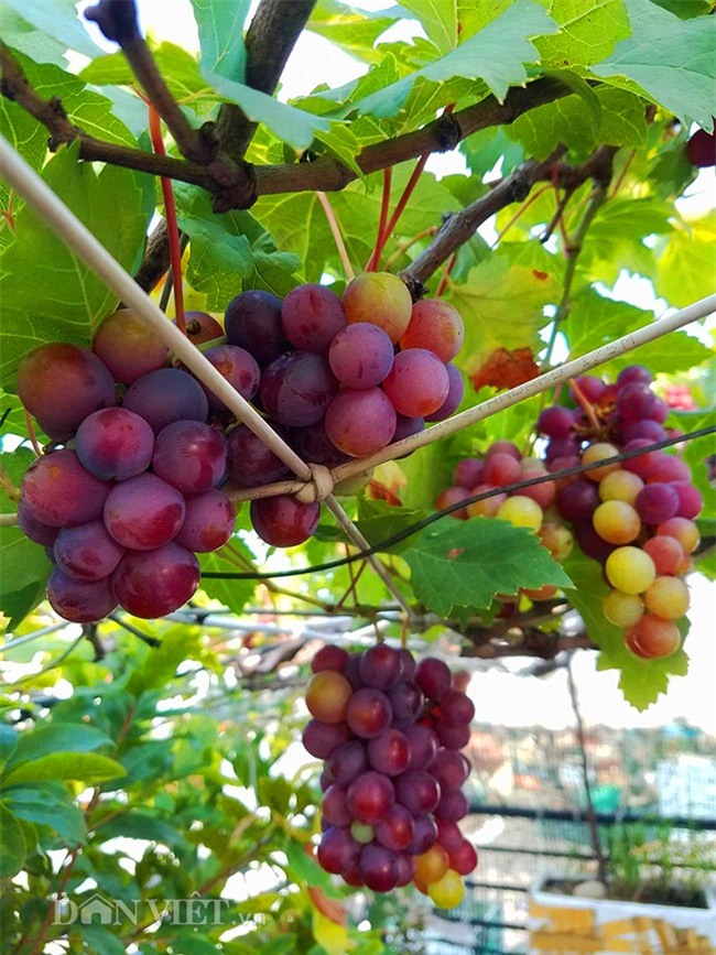 "lac troi" vao vuon nho chin mong cua nong dan be tong giua sai gon hinh anh 15