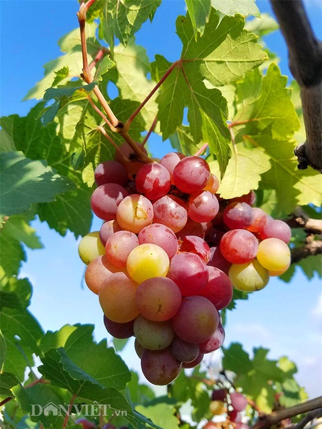 "lac troi" vao vuon nho chin mong cua nong dan be tong giua sai gon hinh anh 16