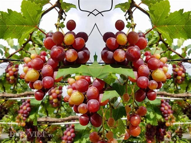 "lac troi" vao vuon nho chin mong cua nong dan be tong giua sai gon hinh anh 2