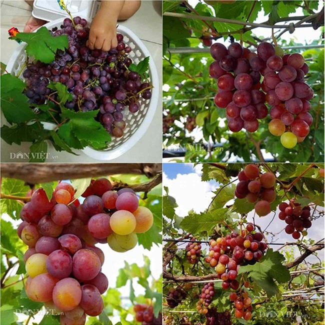 "lac troi" vao vuon nho chin mong cua nong dan be tong giua sai gon hinh anh 3