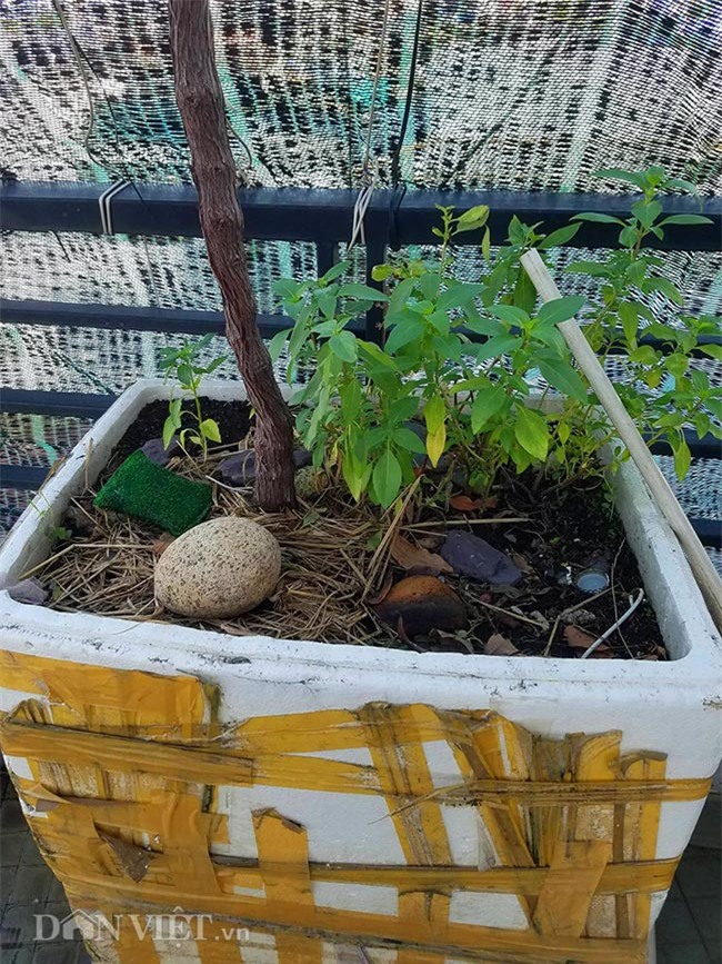 "lac troi" vao vuon nho chin mong cua nong dan be tong giua sai gon hinh anh 6