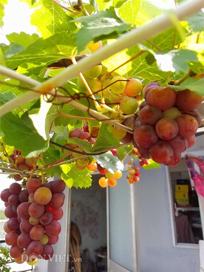 "lac troi" vao vuon nho chin mong cua nong dan be tong giua sai gon hinh anh 7