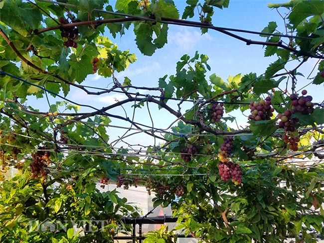 "lac troi" vao vuon nho chin mong cua nong dan be tong giua sai gon hinh anh 8