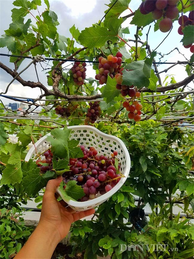 "lac troi" vao vuon nho chin mong cua nong dan be tong giua sai gon hinh anh 9