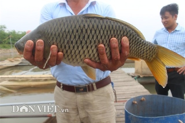 cá chép, nông dân, ngư dân, cá khủng