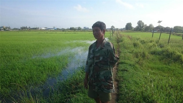 Ruộng lúa của ông Tám đang xanh tốt