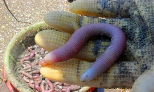 thần dược, hải sản, nhà giàu