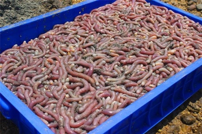 thần dược, hải sản, nhà giàu