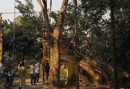 cây sưa, sưa trăm tỷ, gỗ sưa, gỗ quý