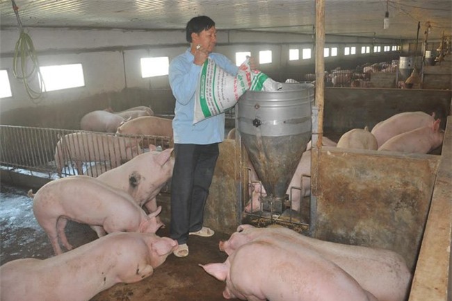 chăn nuôi lợn, giải cứu nông sản, xuất khẩu nông sản, Bộ NN-PTNT