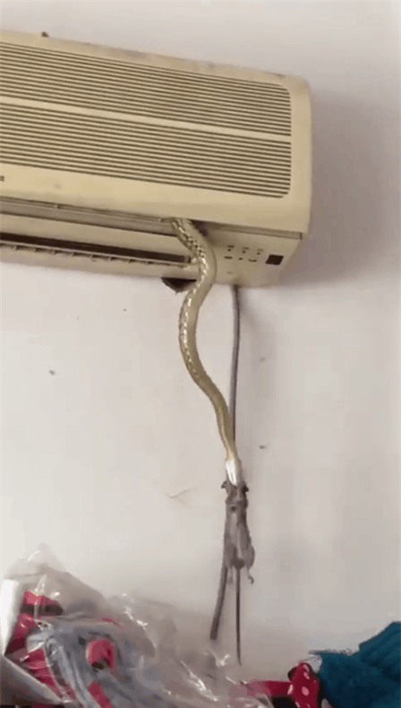 Chiếc điều hòa hot nhất mạng xã hội hôm nay: Vừa biết làm mát lại còn nuôi cả rắn để bắt chuột - Ảnh 2.