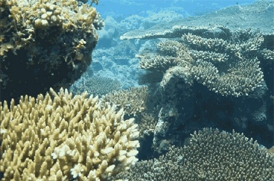 cá khủng, thủy quái, ngư dân