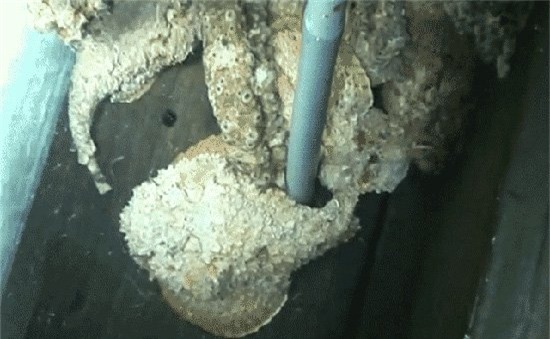 cá khủng, thủy quái, ngư dân