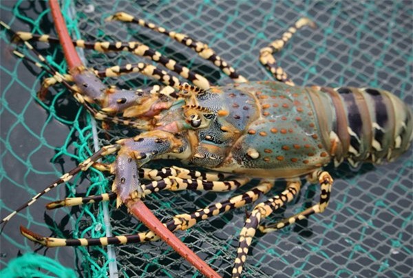 kinh doanh đặc sản, bán hàng facebook, kinh doanh facebook, bán hàng qua mạng, khởi nghiệp