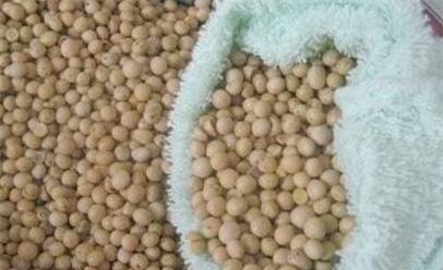 Bác sĩ tiết lộ: Cho một ít hạt đậu nành vào ruột gối, bệnh đau cổ vai gáy sẽ biến mất - Ảnh 4.