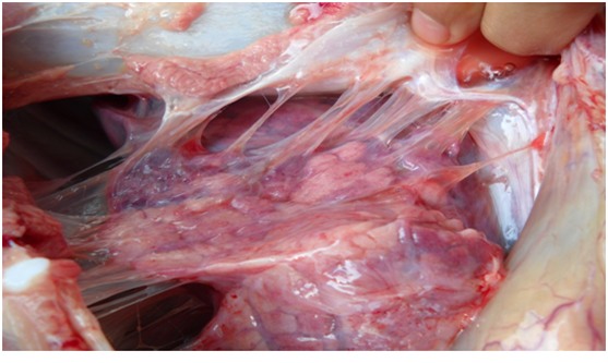 thịt lợn, chất độc hại, phổi, óc, gan, móng giò