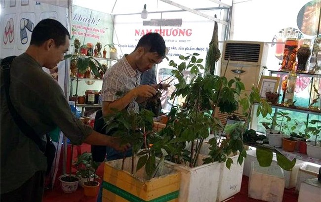 Sâm Ngọc Linh, sâm núi, sâm Ngọc Linh giả, sâm Việt Nam, đại gia Sài Gòn