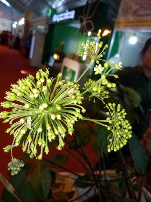 Sâm Ngọc Linh, sâm núi, sâm Ngọc Linh giả, sâm Việt Nam, đại gia Sài Gòn