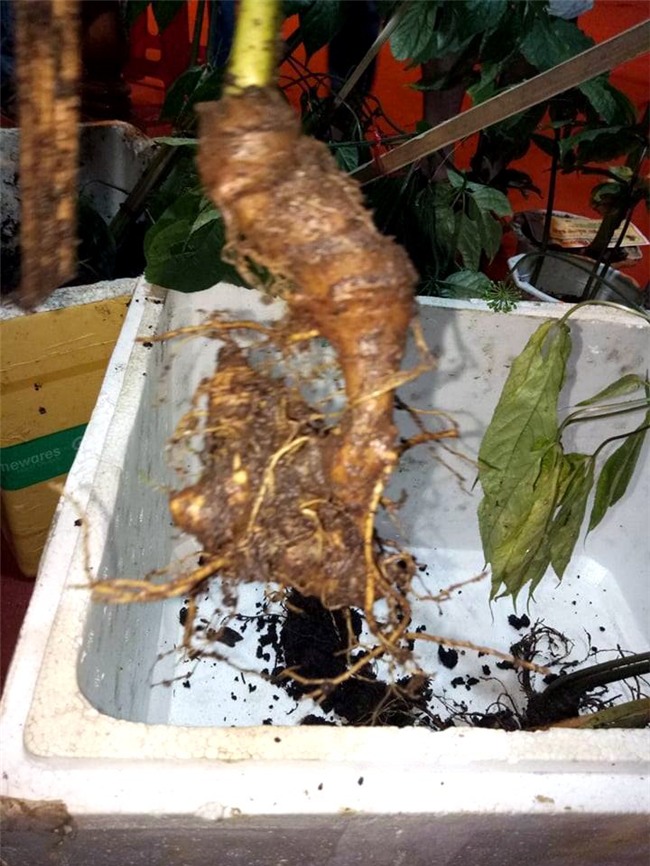 Sâm Ngọc Linh, sâm núi, sâm Ngọc Linh giả, sâm Việt Nam, đại gia Sài Gòn