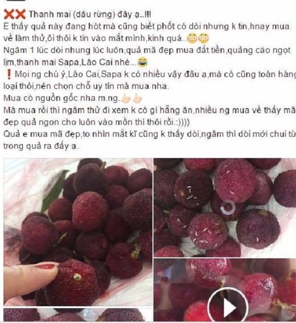 thanh mai, quả thanh mai, đặc sản, quả rừng