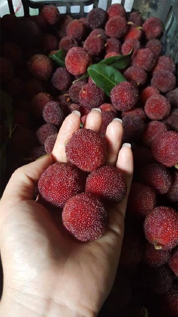 thanh mai, quả thanh mai, đặc sản, quả rừng