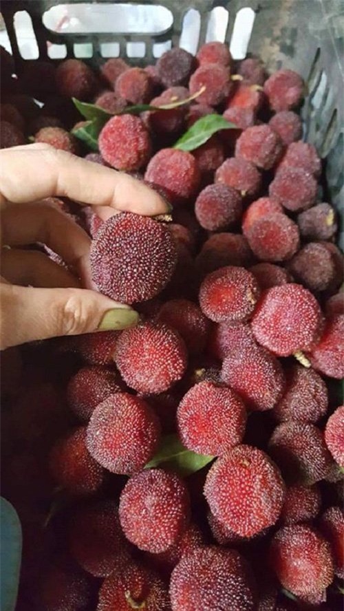 thanh mai, quả thanh mai, đặc sản, quả rừng